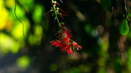 Image of Barringtonia acutangula by (c) Paulmathi Vinod, some rights reserved (CC BY)