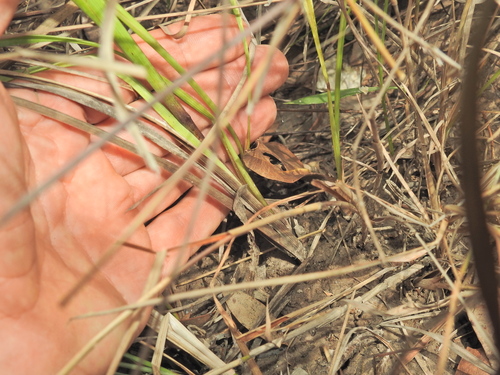 Image of Dianella longifolia by (c) Scott W. Gavins, some rights reserved (CC BY)