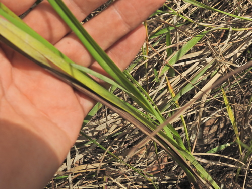 Image of Dianella longifolia by (c) Scott W. Gavins, some rights reserved (CC BY)