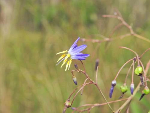 Image of Dianella longifolia by (c) Scott W. Gavins, some rights reserved (CC BY)