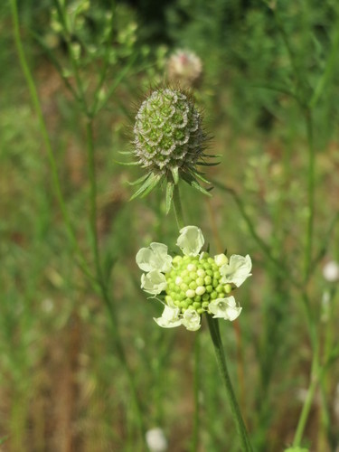 Cream Scabious