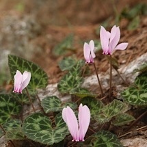 Cyclamen graecum