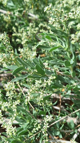 Image of Nitraria billardierei by no rights reserved