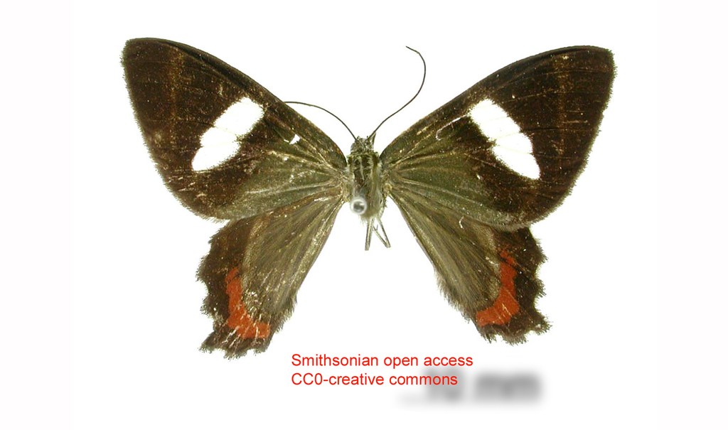 Erateina cardinalis