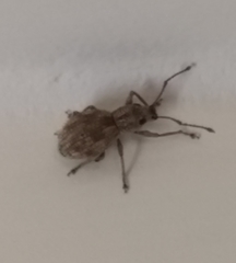 Calomycterus setarius