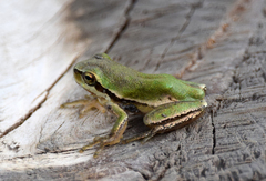 Hyla savignyi
