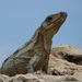 Spiny-tailed Iguanas - Photo (c) vlykes, some rights reserved (CC BY-NC), uploaded by vlykes