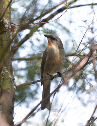 Gilbert's Whistler (Pachycephala inornata), photo 5
