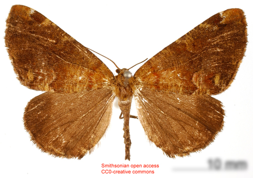 Paradoxodes subalbata
