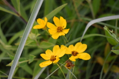 Coreopsis palmata