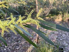 Acacia longifolia longifolia
