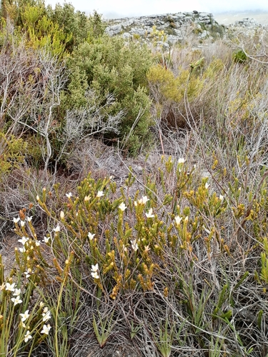 Image of Lachnaea grandiflora by (c) James Rodger, some rights reserved (CC BY)