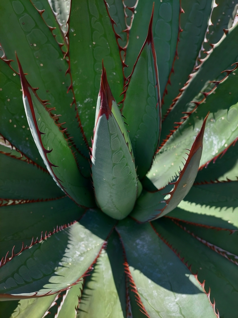 Agave garciae-mendozae