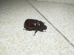 Oryctes nasicornis grypus