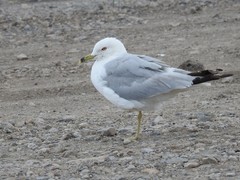 Larus delawarensis