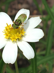 Hedriodiscus trivittatus