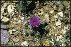 Escobaria hesteri hesteri