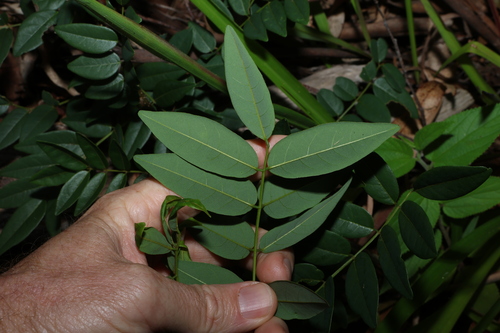 Image of Brachypterum involutum by (c) Greg Tasney, some rights reserved (CC BY-SA)