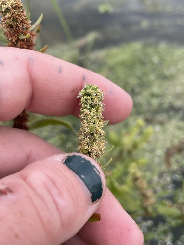 Image of Golden Dock (Rumex fueginus) by (c) mel letterman, some rights reserved (CC BY)