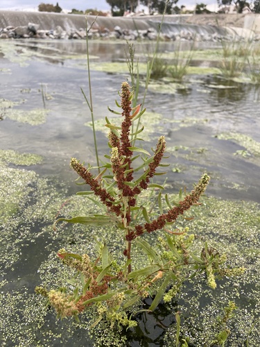 Image of Golden Dock (Rumex fueginus) by (c) mel letterman, some rights reserved (CC BY)