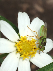 Hedriodiscus trivittatus