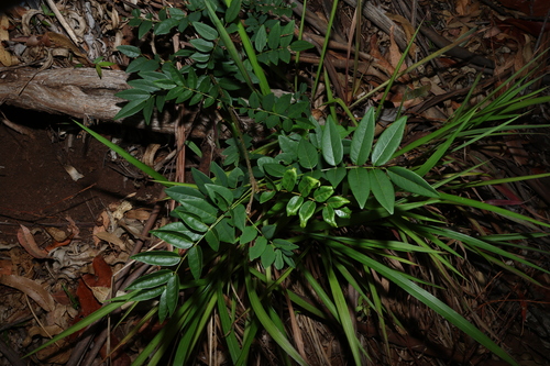 Image of Brachypterum involutum by (c) Greg Tasney, some rights reserved (CC BY-SA)
