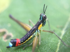 Paramastax duquei