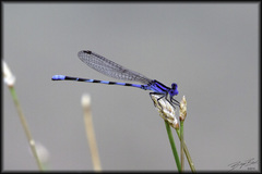 Argia leonorae