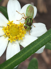 Hedriodiscus trivittatus
