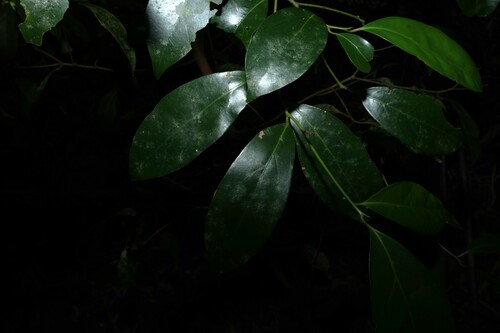 Image of Endiandra discolor by (c) Greg Tasney, some rights reserved (CC BY-SA)