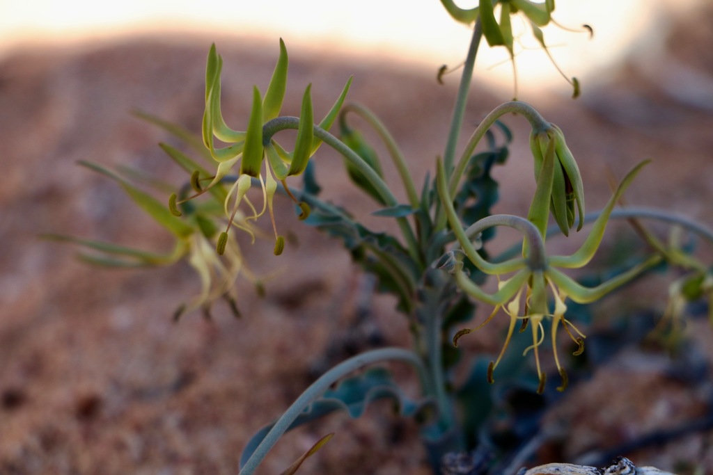 Ornithoglossum gracile