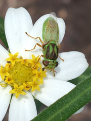 Hedriodiscus trivittatus