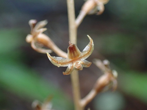 Neottia acuminata iNat (2)