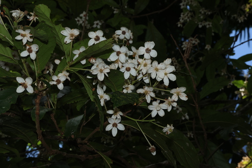 Image of Sloanea australis by (c) Greg Tasney, some rights reserved (CC BY-SA)