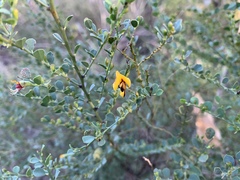 Bossiaea rhombifolia