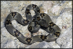 Trimorphodon vilkinsonii