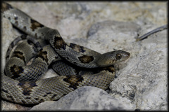 Trimorphodon vilkinsonii