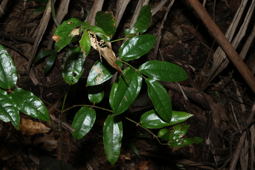 Image of Ripogonum elseyanum by (c) Greg Tasney, some rights reserved (CC BY-SA)