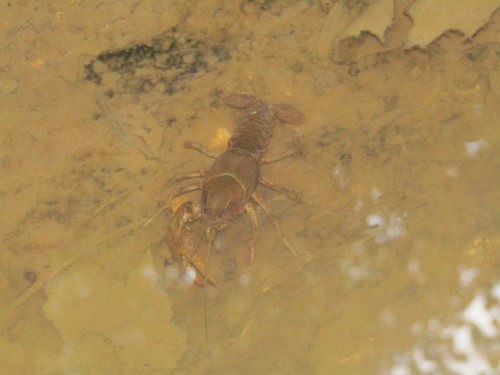 Cambarus davidi