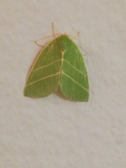 Bena bicolorana