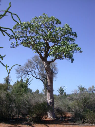 Givotia madagascariensis