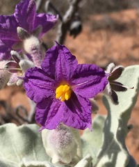 Solanum lasiophyllum