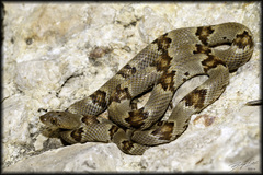 Trimorphodon vilkinsonii