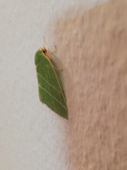 Bena bicolorana