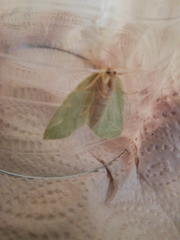 Bena bicolorana