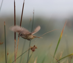 Acrocephalus melanopogon