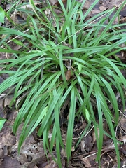 Carex backii