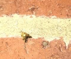 Pseudargyrotoza conwagana