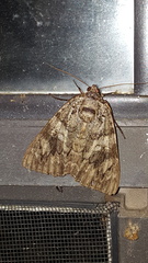 Catocala ilia