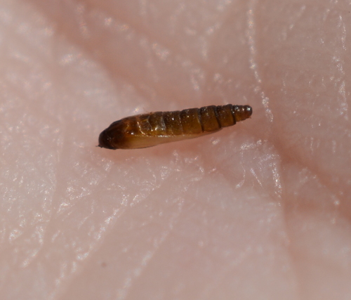 Aspen Serpentine Leafminer Moth
